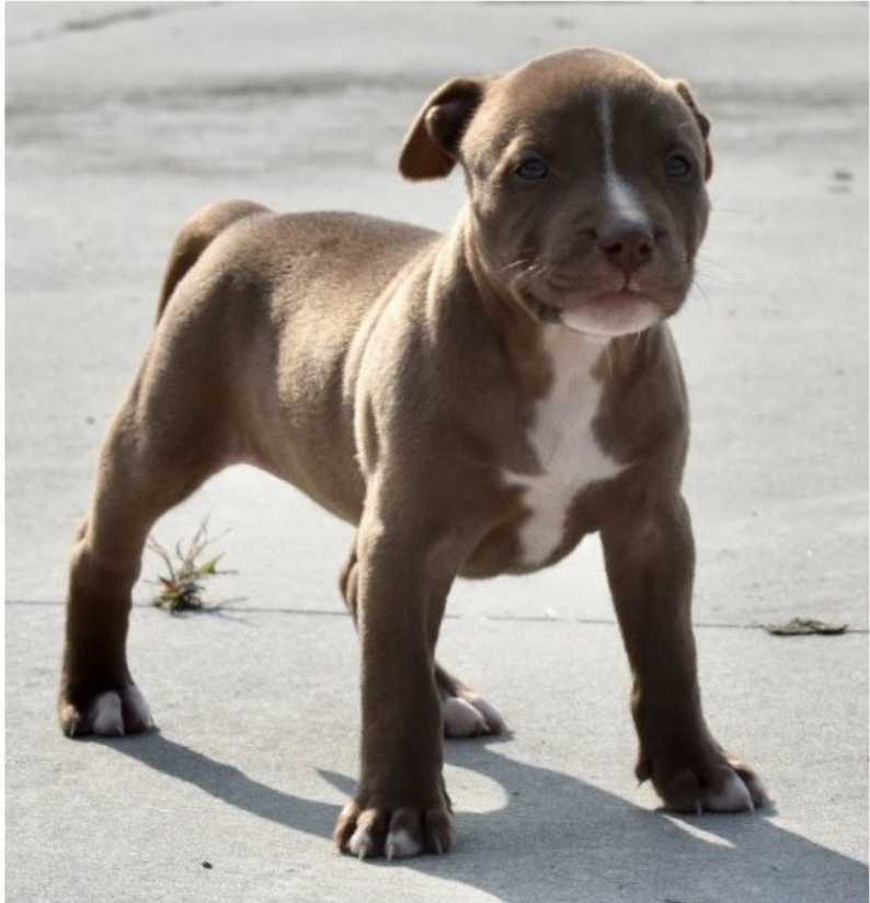 comprar cachorros sanos, baratos y asequibles para la venta